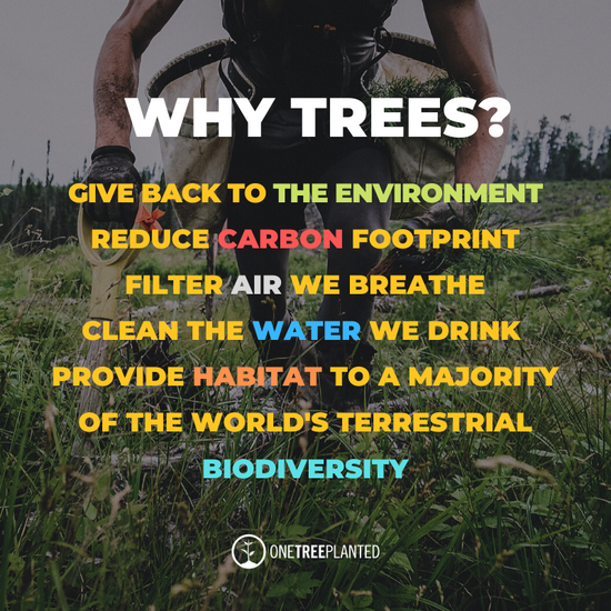 This image describes why trees are so important to our environment 