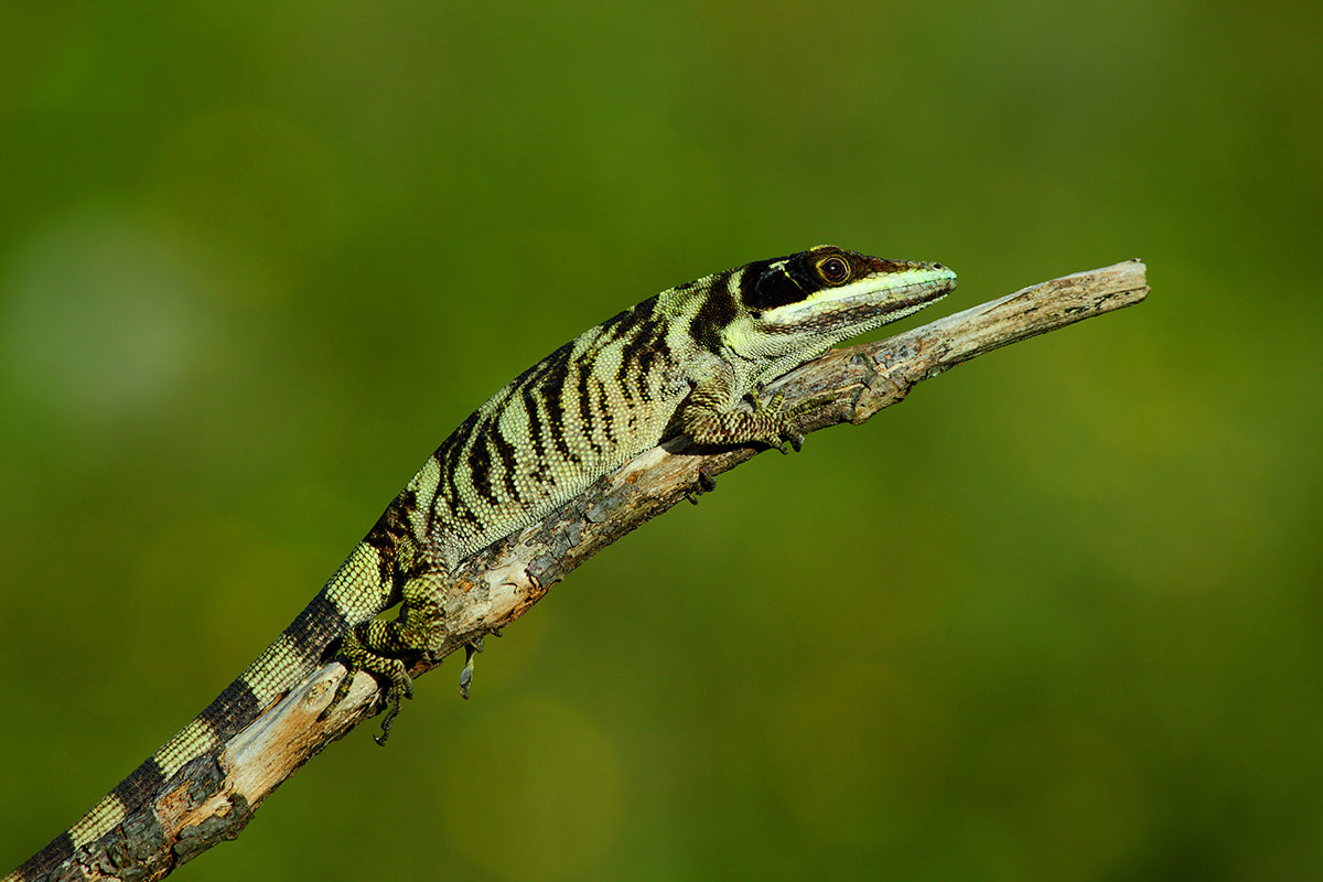 Dactyloidae Hoody